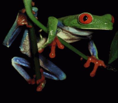 Test – Frog Picture (PD) (USA) Super Nintendo GAME ROM ISO