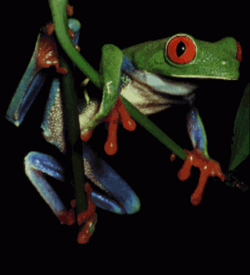 Test - Frog Picture (PD)
